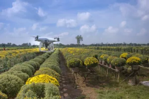 Drone spraying pest on crops
