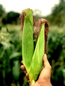 corn from farm